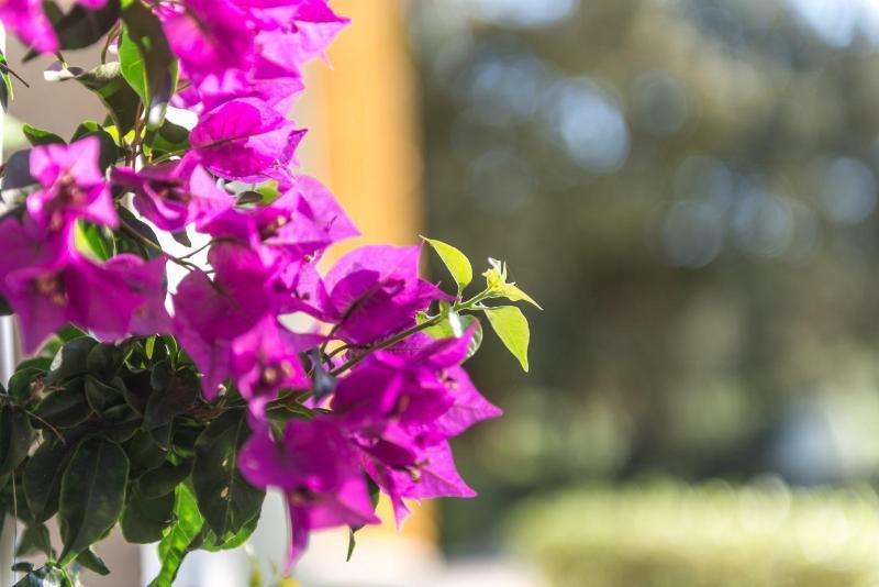 Hotel Rural Sant Patrici (Adults Only) Ferreries Buitenkant foto